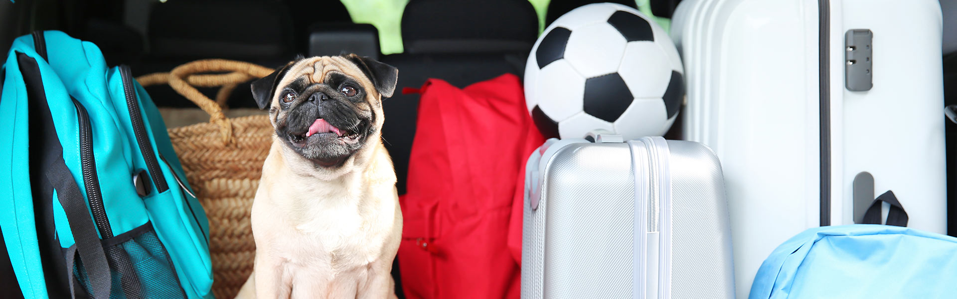 Pet Oteller Portali Açıldı!